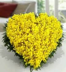 mimose